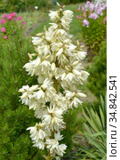Соцветие юкки нитчатой (Yucca filamentosa L.) Стоковое фото, фотограф Ирина Борсученко / Фотобанк Лори