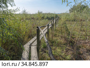 Wooden footbridge through the reeds over flood-meadow. Kartal Eco Park, Orlovka village, Reni raion, Odessa oblast, Ukraine, Eastern Europe (2020 год). Стоковое фото, фотограф Некрасов Андрей / Фотобанк Лори