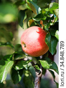 Ripe sweet apple fruits growing on a apple tree branch in orchard. Green living concept. Стоковое фото, фотограф Nataliia Zhekova / Фотобанк Лори