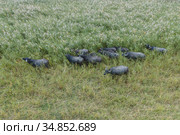 Aerial view - Water buffalo grazing in the reeds. Orlovka village, Reni raion, Odessa oblast, Ukraine, Eastern Europe. Стоковое фото, фотограф Некрасов Андрей / Фотобанк Лори