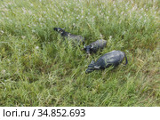 Aerial view - Water buffalo grazing in the reeds. Orlovka village, Reni raion, Odessa oblast, Ukraine, Eastern Europe. Стоковое фото, фотограф Некрасов Андрей / Фотобанк Лори