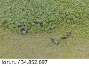 Aerial view - Water buffalo grazing in the reeds. Orlovka village, Reni raion, Odessa oblast. Стоковое фото, фотограф Некрасов Андрей / Фотобанк Лори
