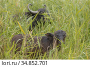Young calf with mother - Water buffalo . Orlovka village, Reni raion, Odessa oblast, Ukraine, Eastern Europe (2020 год). Стоковое фото, фотограф Некрасов Андрей / Фотобанк Лори