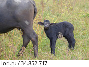 Young calf with mother - Water buffalo . Orlovka village, Reni raion, Odessa oblast, Ukraine, Eastern Europe (2020 год). Стоковое фото, фотограф Некрасов Андрей / Фотобанк Лори