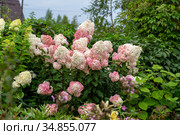 Гортензия метельчатая Ваниль Фрэз / Рени. Hydrangea paniculata Vanille Fraise / Rehny. Штамб. Стоковое фото, фотограф Ольга Сейфутдинова / Фотобанк Лори