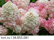 Гортензия метельчатая Ваниль Фрэз / Рени. Hydrangea paniculata Vanille Fraise / Rehny. Штамб. Стоковое фото, фотограф Ольга Сейфутдинова / Фотобанк Лори