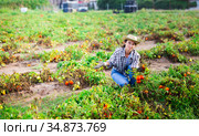 Female farmer regrets lost tomato crop after disaster. Стоковое фото, фотограф Яков Филимонов / Фотобанк Лори