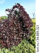 Бук лесной, форма пурпурная плакучая (Fagus sylvatica L., f. Purpurea Pendula) растет среди можжевельника. Стоковое фото, фотограф Ирина Борсученко / Фотобанк Лори