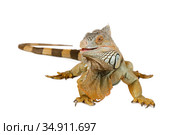Large Green Iguana over white. Стоковое фото, фотограф Алексей Кузнецов / Фотобанк Лори