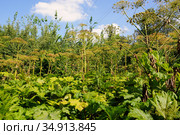 Заросли борщевика (лат. Heracleum sosnowskyi) Стоковое фото, фотограф ирина реброва / Фотобанк Лори