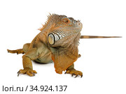 Cute green iguana portrait. Стоковое фото, фотограф Алексей Кузнецов / Фотобанк Лори