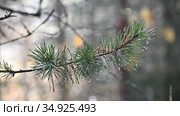 Сосновая ветка с каплями на иглах колышется на фоне красивого боке. A pine branch with drops on coniferous needles sways against a beautiful bokeh. Стоковое видео, видеограф Владимир Литвинов / Фотобанк Лори