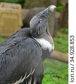 Portrait of Andean condor (Vultur gryphus) Стоковое фото, фотограф Валерия Попова / Фотобанк Лори