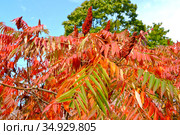 Фрагмент осенней кроны сумаха  оленерогого (Rhus typhina L.) Стоковое фото, фотограф Ирина Борсученко / Фотобанк Лори