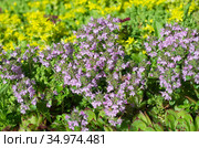 Тимьян ползучий, или чабрец ползучий (лат.Thymus serpyllum) цветет в саду. Стоковое фото, фотограф Елена Коромыслова / Фотобанк Лори