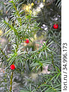 Красные плоды тиса ягодного (Taxus  baccata L.) Стоковое фото, фотограф Ирина Борсученко / Фотобанк Лори