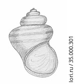 Раковина лужанки (Viviparus viviparus) Стоковая иллюстрация, иллюстратор Мария Кылосова / Фотобанк Лори