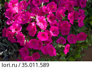 Темно-розовые цветы петунии гибридной (лат. Petunia hybrida) Стоковое фото, фотограф Елена Орлова / Фотобанк Лори