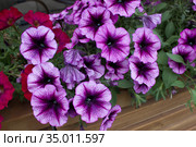 Сиреневые цветы петунии гибридной (лат. Petunia hybrida) Стоковое фото, фотограф Елена Орлова / Фотобанк Лори
