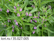 Окопник лекарственный (Symphytum officinale L.). Цветущие побеги. Стоковое фото, фотограф Ирина Борсученко / Фотобанк Лори