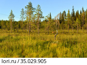 Northern landscape. Rare trees at edge of swamp. Finnish Lapland. Стоковое фото, фотограф Валерия Попова / Фотобанк Лори