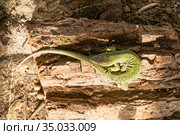 Зелёная ящерица (Lacerta viridis) — вид ящериц из рода Зелёных ящериц. Стоковое фото, фотограф Кузин Алексей / Фотобанк Лори