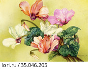 Немецкая открытка с изображением цикламенов. Редакционная иллюстрация, иллюстратор Мария Кылосова / Фотобанк Лори