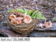 Полная корзина сырых грибов в лесу. Заготовка грибов на зиму. Стоковое фото, фотограф Наталья Осипова / Фотобанк Лори