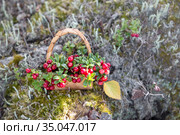 Лесные ягоды в корзинке. Заготовка брусники на зиму. Стоковое фото, фотограф Наталья Осипова / Фотобанк Лори