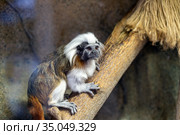 Cotton top tamarin (Saguinus oedipus) captive. Стоковое фото, фотограф Евгений Ткачёв / Фотобанк Лори