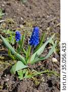 Мускари широколистный (лат. Muscari latifolium Kirk) цветет в весеннем саду. Стоковое фото, фотограф Елена Коромыслова / Фотобанк Лори
