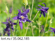 Аквилегия (лат. Aquilegia) цветет в летнем саду. Стоковое фото, фотограф Елена Коромыслова / Фотобанк Лори