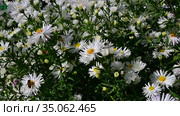 Большой куст высоких сентябринок и много пчел. Sentyabrinki - aster virginiana (Symphyotrichum novi-belgii) and many pollinating insects that fly over the flowers. Стоковое видео, видеограф Владимир Литвинов / Фотобанк Лори