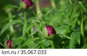 Бутон пиона с каплей воды на листе и пролетающей мимо пчелой. A peony Bud with a drop of water on a leaf and a passing bee. Стоковое видео, видеограф Владимир Литвинов / Фотобанк Лори