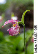 Flower of wild orchid Venerin slipper (Cypripedium macranthon) lady's slipper. Стоковое фото, фотограф Евгений Ткачёв / Фотобанк Лори