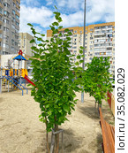 Липа крупнолистная (Tilia platyphyllos) (2020 год). Редакционное фото, фотограф Мария Кылосова / Фотобанк Лори