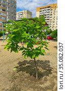 Липа крупнолистная (Tilia platyphyllos) (2020 год). Редакционное фото, фотограф Мария Кылосова / Фотобанк Лори