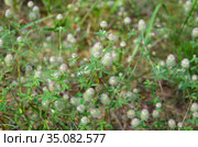 Клевер пашенный (лат. Trifolium arvense) цветет на лугу. Стоковое фото, фотограф Елена Коромыслова / Фотобанк Лори