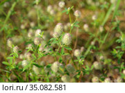 Цветущий клевер пашенный (лат. Trifolium arvense) крупным планом. Стоковое фото, фотограф Елена Коромыслова / Фотобанк Лори