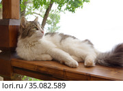 Длинношерстный кот отдыхает на улице. Стоковое фото, фотограф Елена Коромыслова / Фотобанк Лори