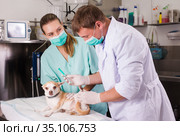 Dog undergoing surgery at vets. Стоковое фото, фотограф Яков Филимонов / Фотобанк Лори