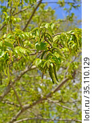 Цветущая лапина ясенелистная (Pterocarya fraxinifolia) Стоковое фото, фотограф Ирина Борсученко / Фотобанк Лори