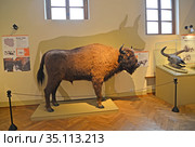 Чучело зубра европейского (Bison bonasus Linnaeus) в экспозиции отдела природы. Музей в замке Квидзын. Польша (2018 год). Редакционное фото, фотограф Ирина Борсученко / Фотобанк Лори