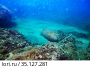 Bomb wreck shell laying in the sea bed, Croatia. Стоковое фото, фотограф Сергей Новиков / Фотобанк Лори