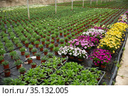 Potted Dimorphotheca in greenhouse. Стоковое фото, фотограф Яков Филимонов / Фотобанк Лори