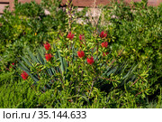 Blooming Bottlebrush Plant Callistemon citrinus. Red fluffy flower heads on the evergreen shrub. Стоковое фото, фотограф Ольга Сейфутдинова / Фотобанк Лори