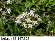 The climbing shrub (Clematis vitalba) with flowers close-up. Стоковое фото, фотограф Татьяна Ляпи / Фотобанк Лори