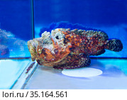 Бородавчатка, или рыба-камень. Стоковое фото, фотограф Галина Савина / Фотобанк Лори