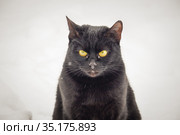 Портрет чёрной кошки с жёлтыми глазами на светлом фоне. Стоковое фото, фотограф glokaya_kuzdra / Фотобанк Лори