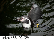 African penguin swims in the water. Стоковое фото, фотограф Restyler Viacheslav / Фотобанк Лори